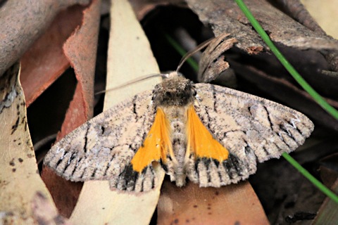Electric Moth (Heliomystis electrica)
